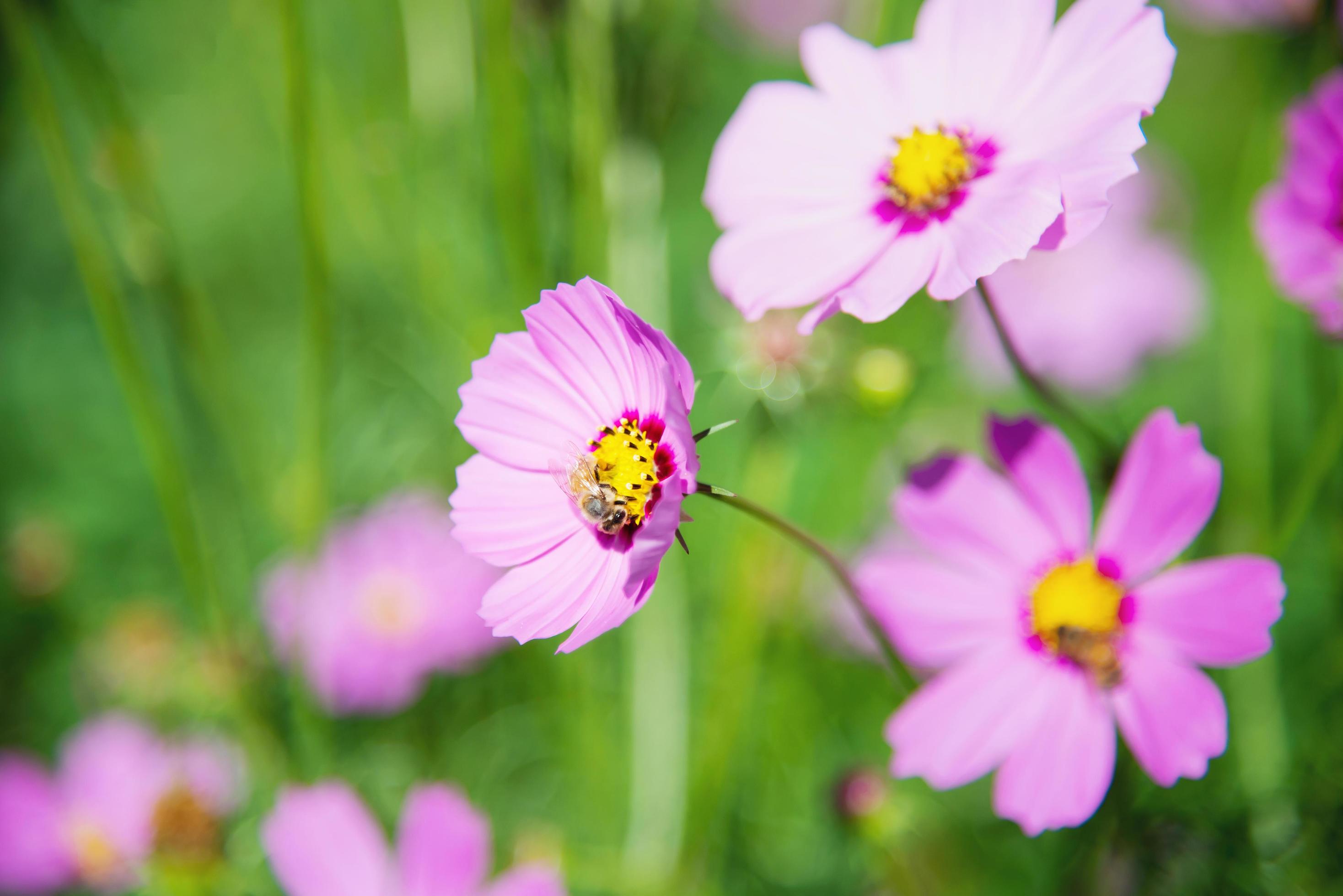 Beautiful spring purple cosmos flowers in green garden background – lovely nature in spring season concept Stock Free