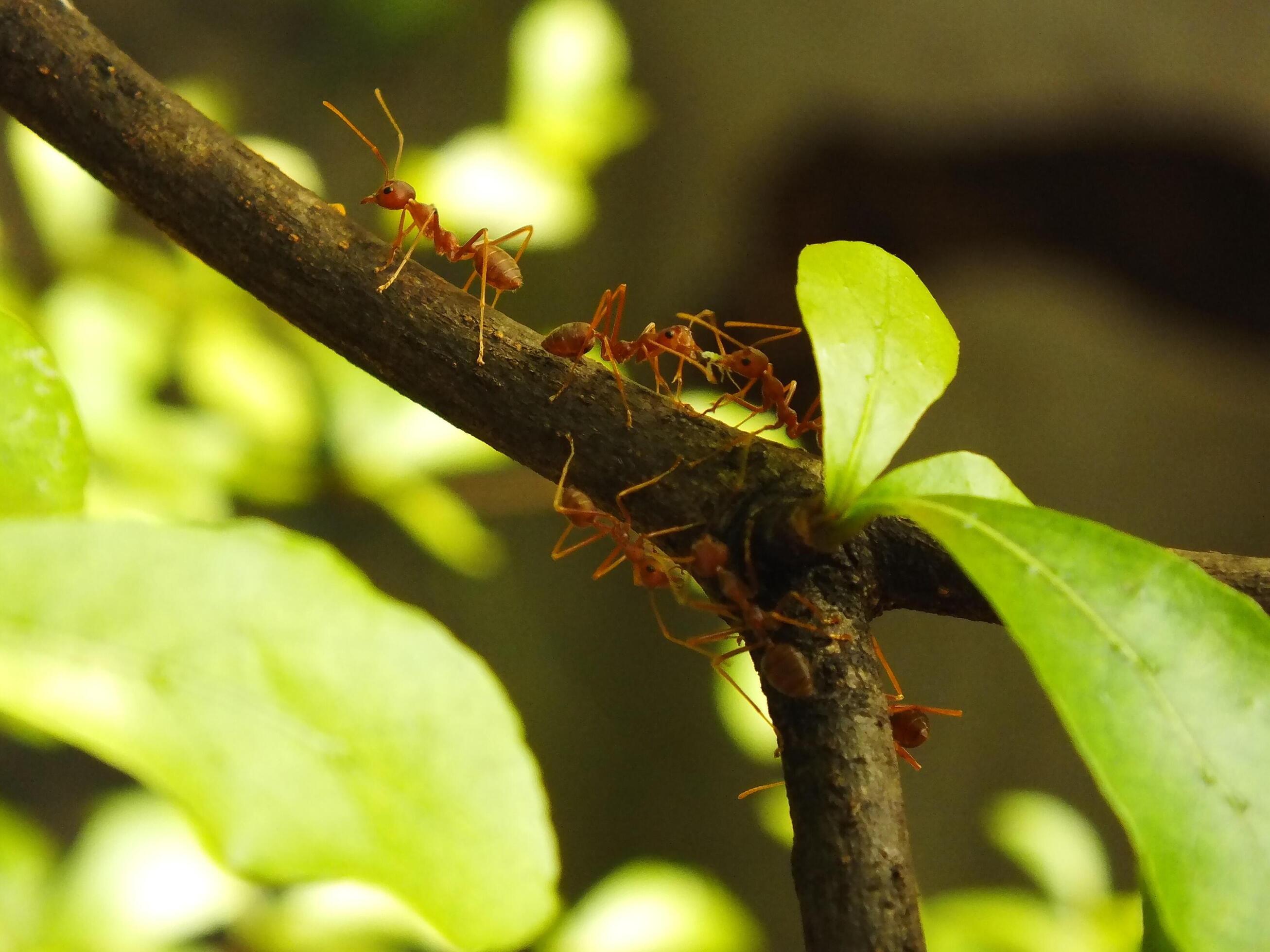 Selective focus of a red weaver ants colony walking on tree branch with nature background Stock Free