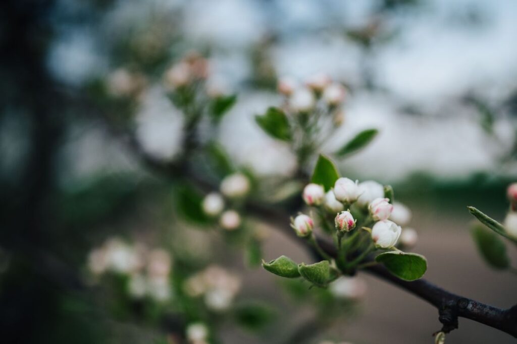 Close-ups of flowers, leaves and fruit on branches Stock Free