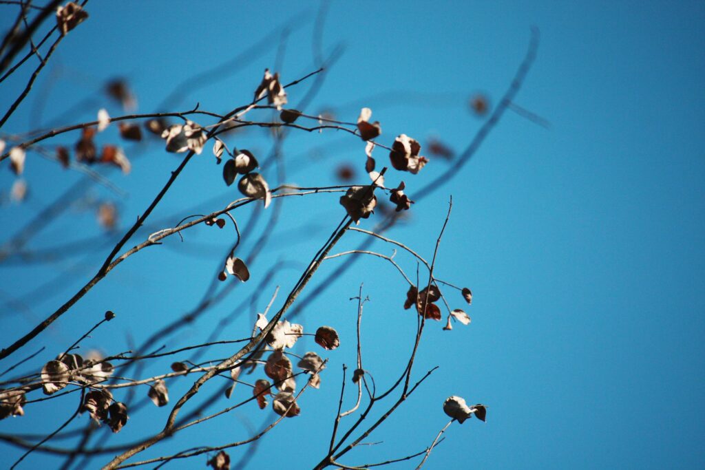 Dry leaf brunch with sunlight in nature park and forest with blue sky Stock Free