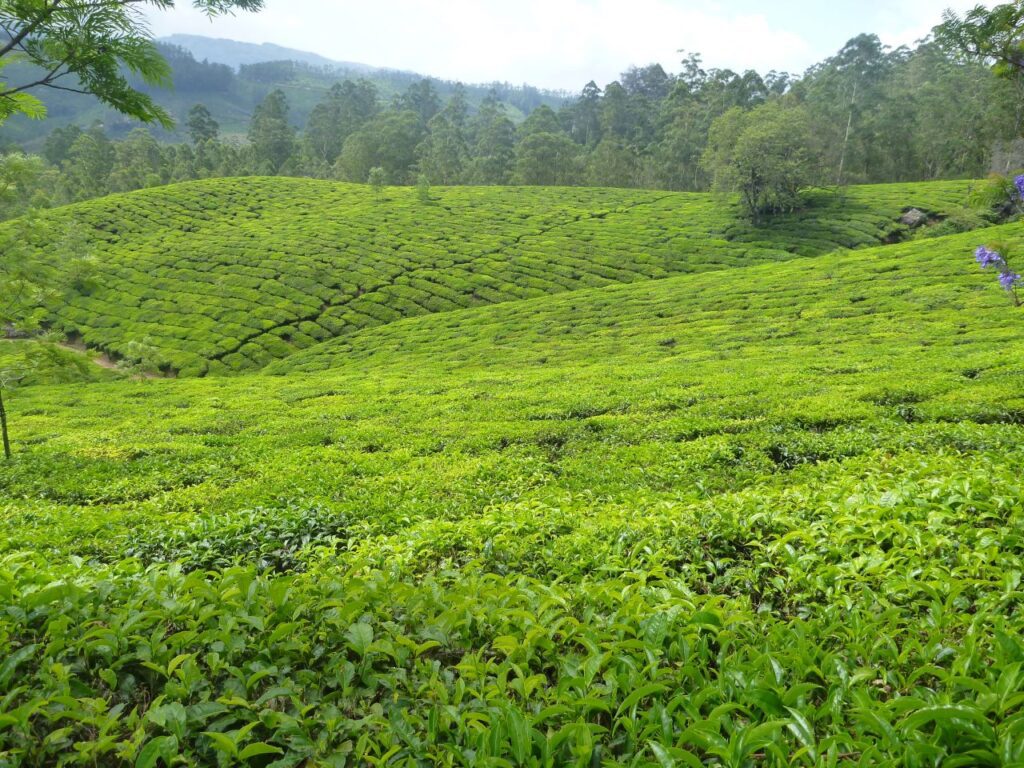 Green Tea Plantations Stock Free