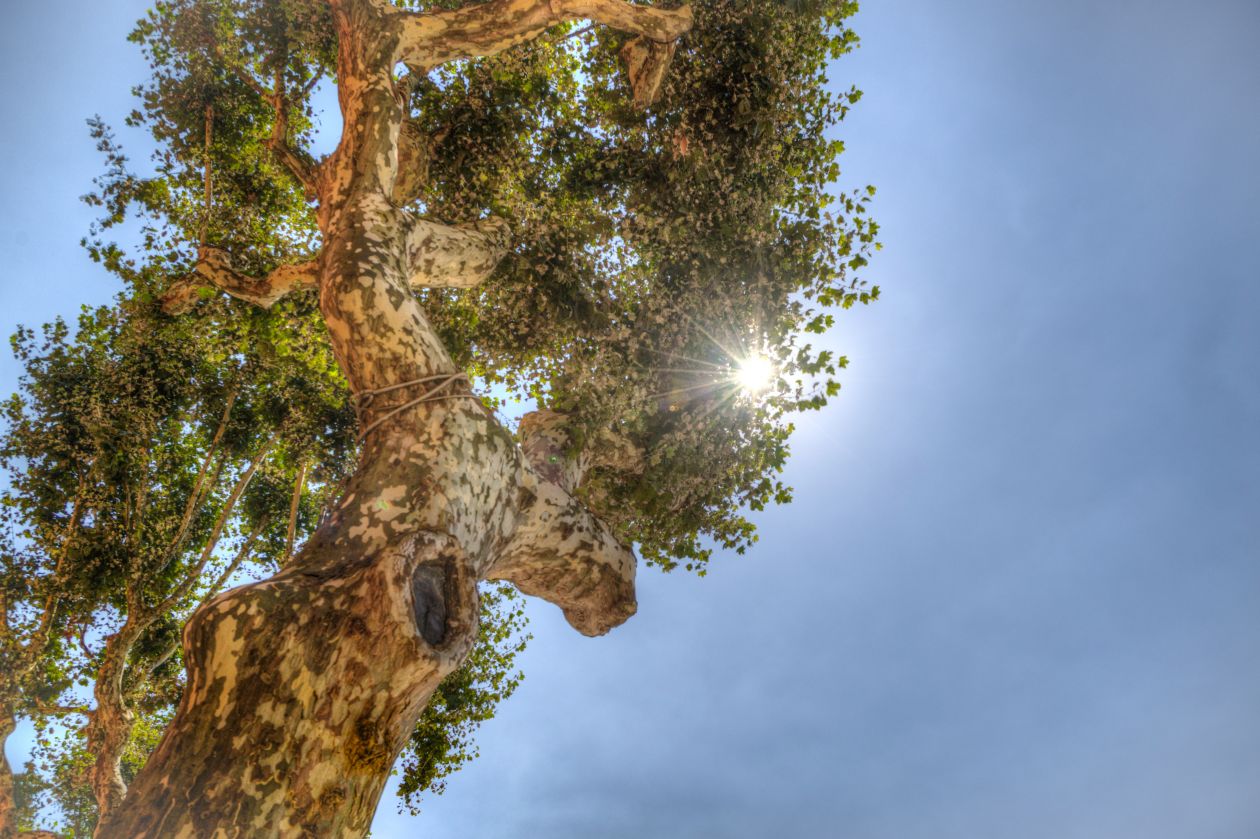 Sun and a tree Stock Free