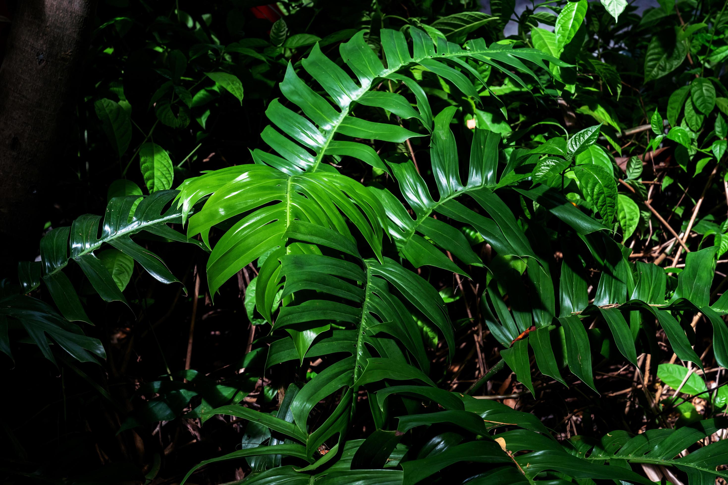 Green leaves pattern,leaf monstera in the forest for nature background Stock Free