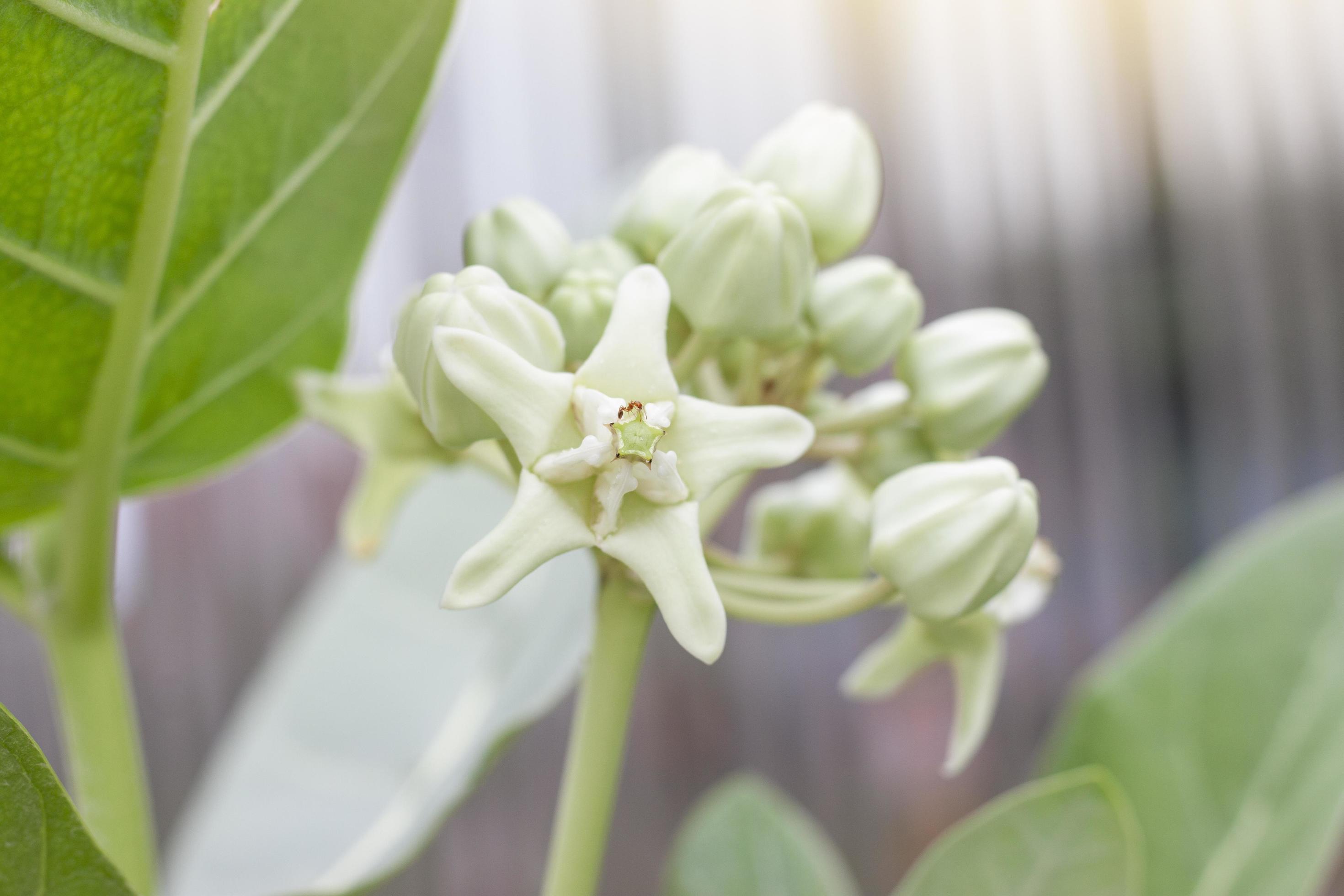 White Crown flowers or Calotropis Giantea bloom with sunlight in the garden on blur nature background. Stock Free