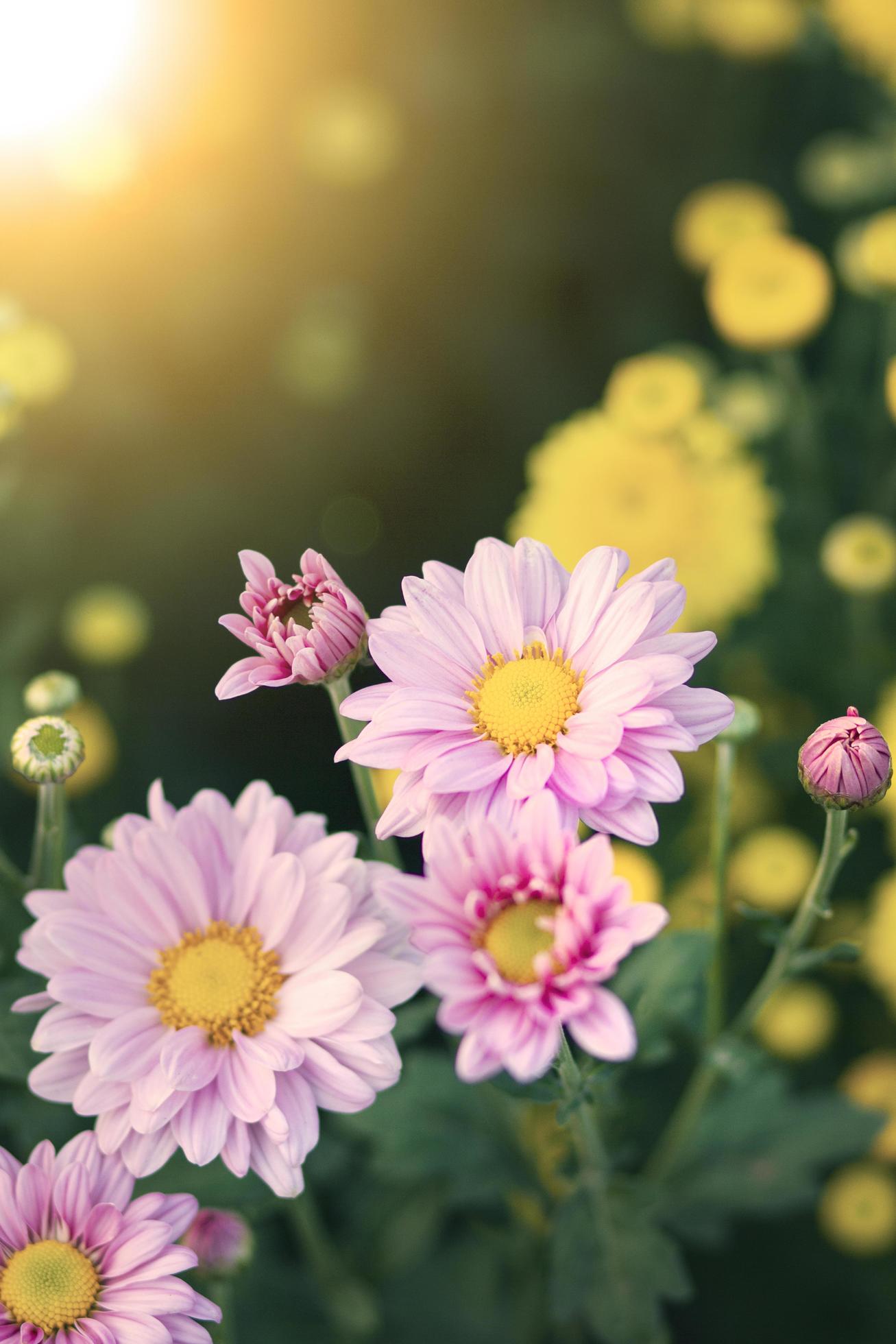 Beautiful flowers of chrysanthemums with soft focus and blur background. Stock Free