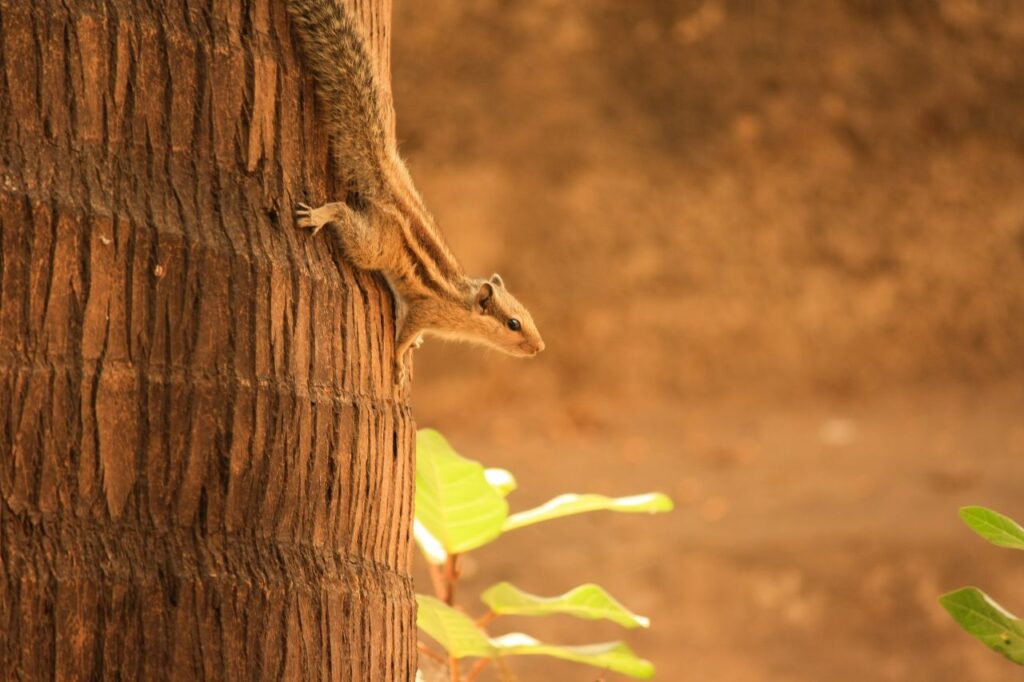 Squirrel Climbing Tree Stock Free