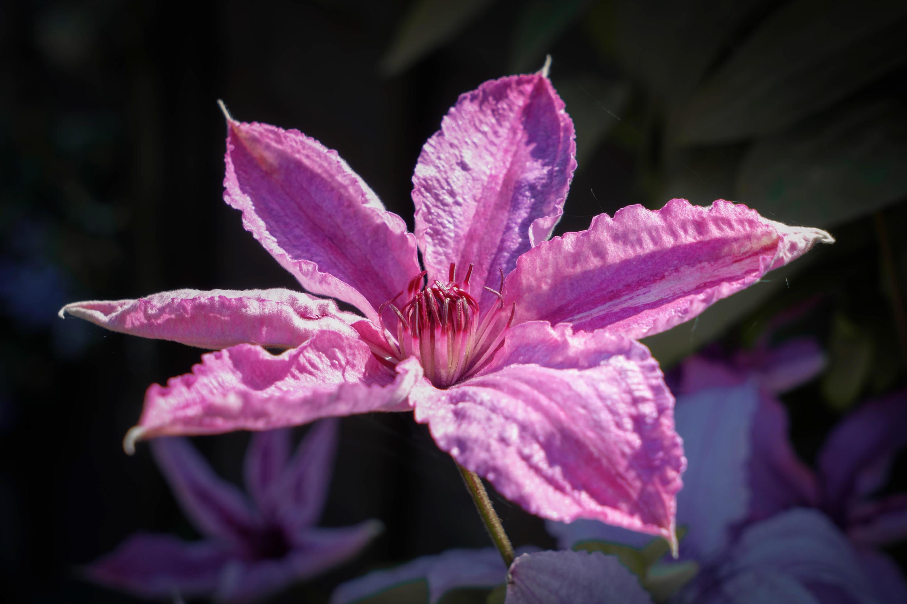 Pink Clematis Flower against a Dark Background Stock Free