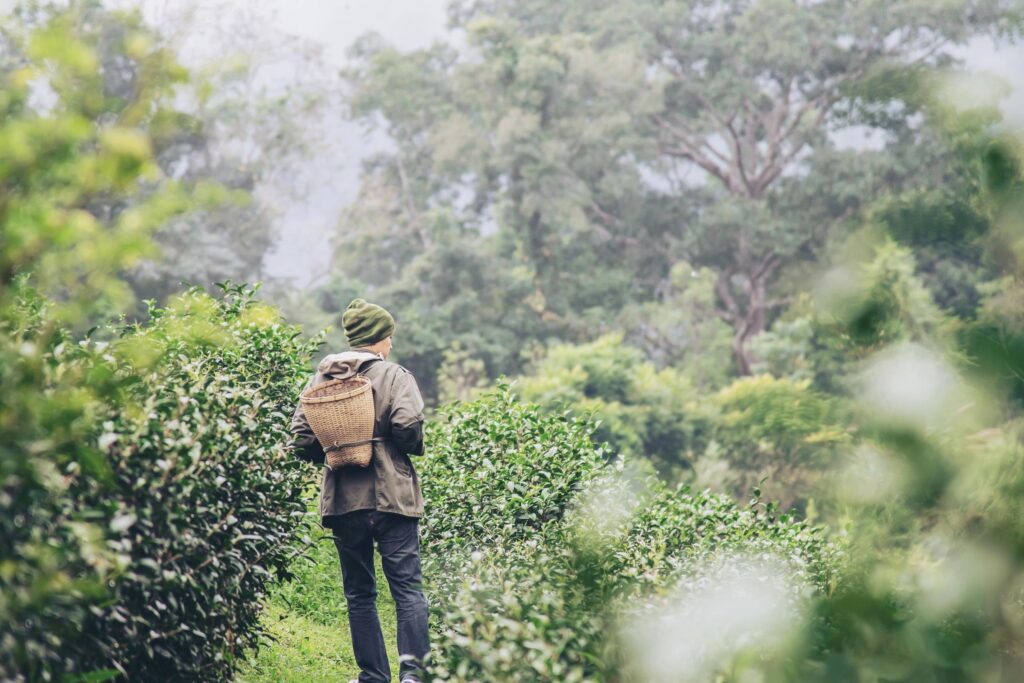 Man harvest pick fresh green tea leaves at high land tea field in Chiang Mai Thailand – local people with agriculture in high land nature concept Stock Free