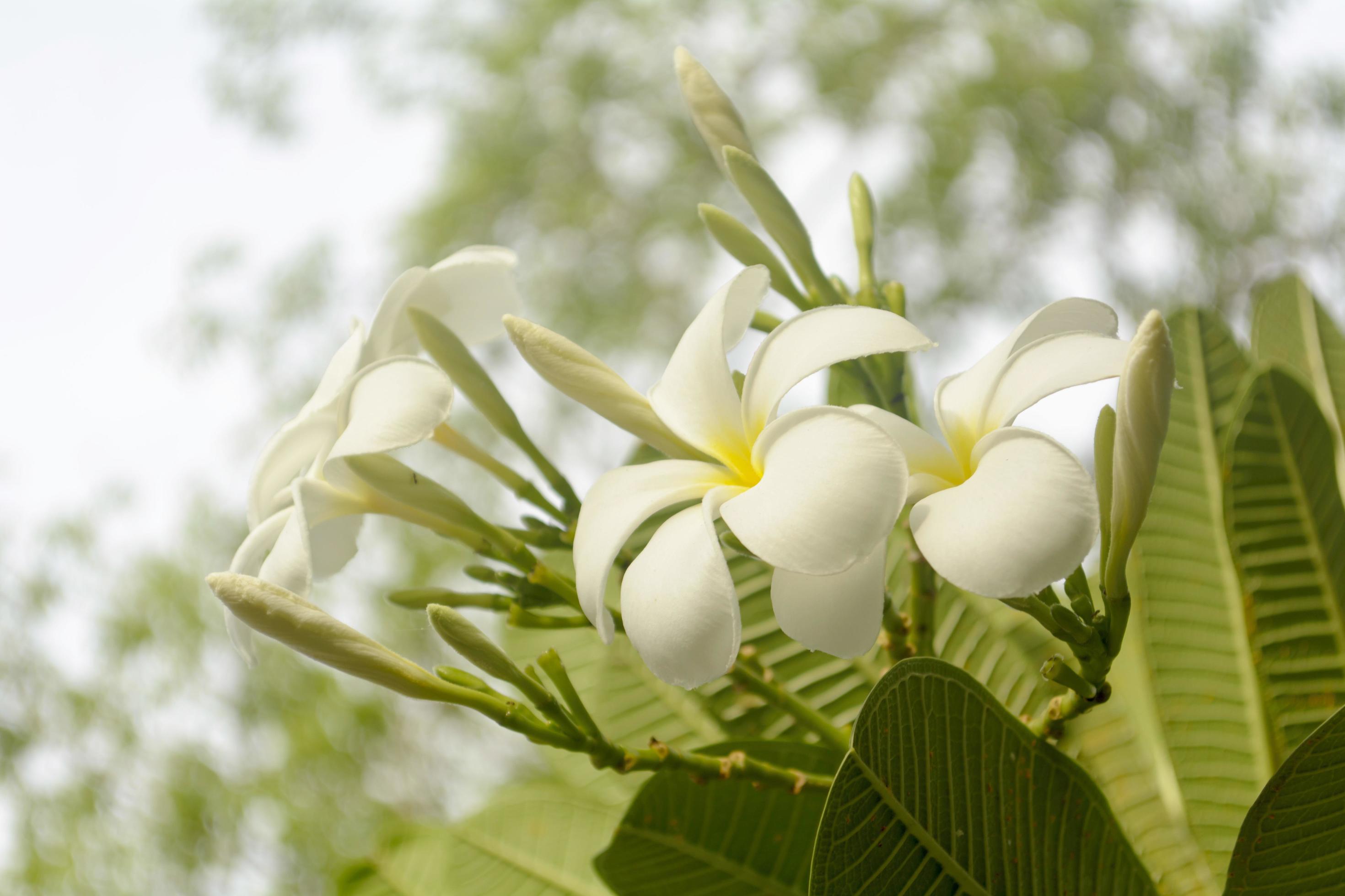 Plumeria flowers are so beautiful that popular in Thailand. Stock Free