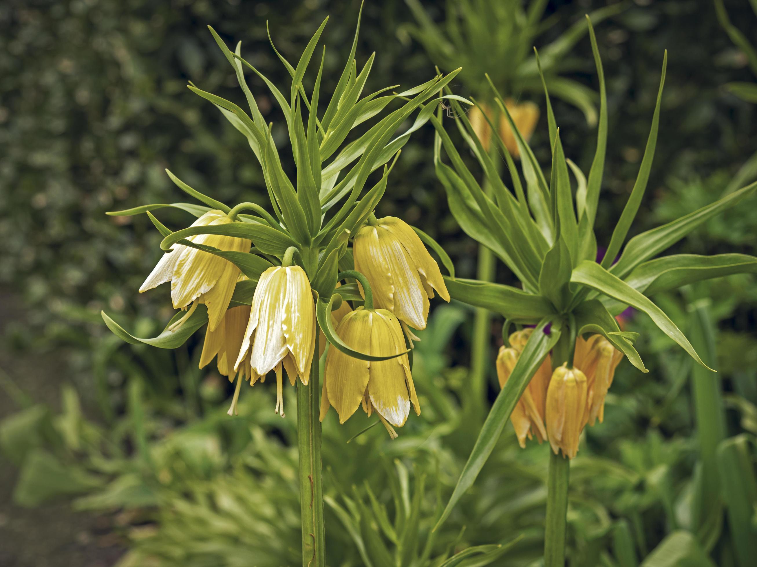 Crown imperial Fritillaria imperialis Lutea Maxima yellow flowers Stock Free