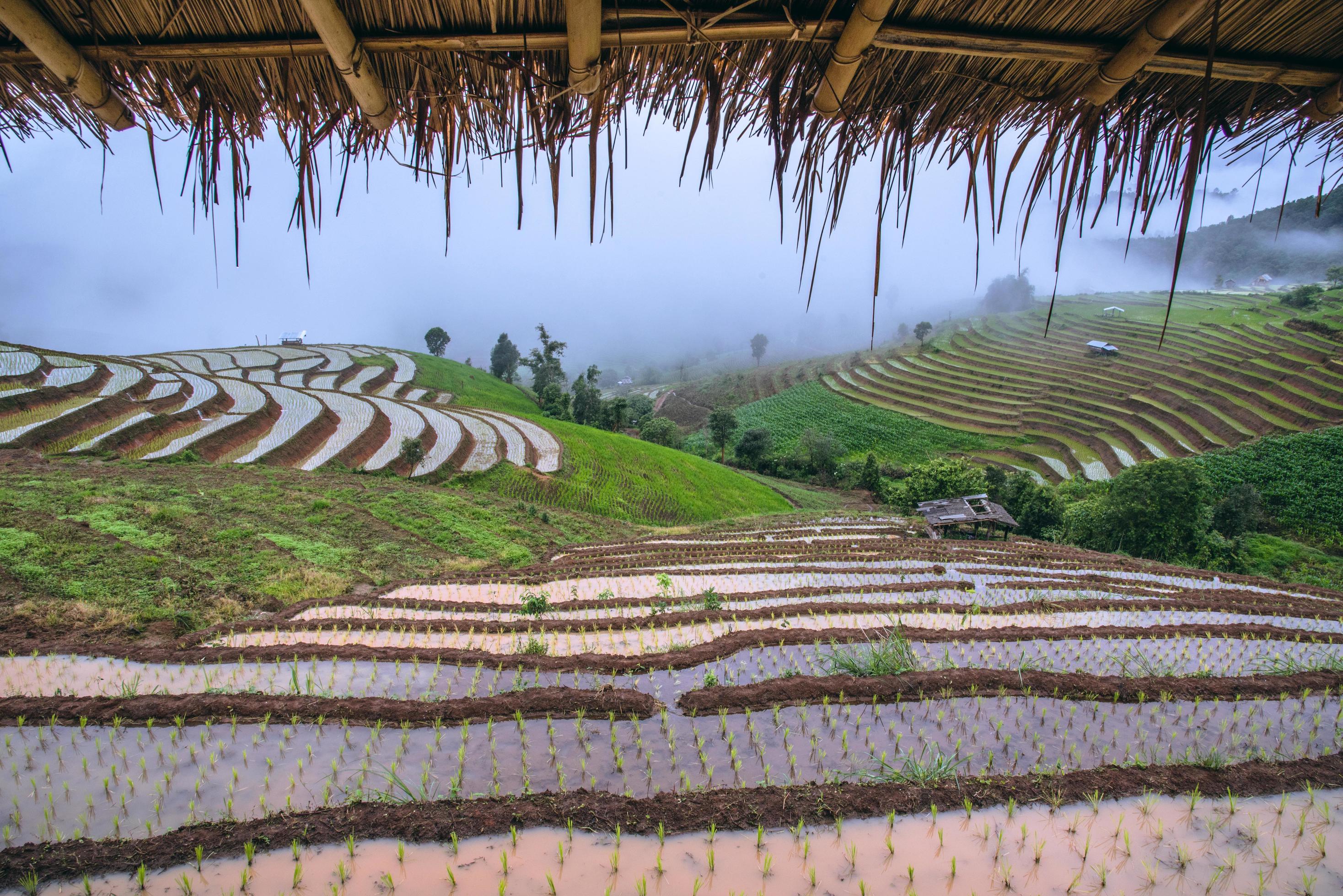 Landscape rice field Nature Tours On a mountain with a terraced field Evening landscap. in Thailand Pongpeng Forest. Stock Free