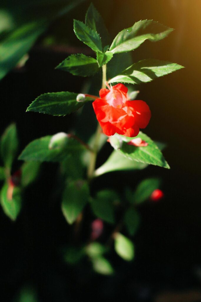 Beautiful red flowers with sunlight in nature background Stock Free