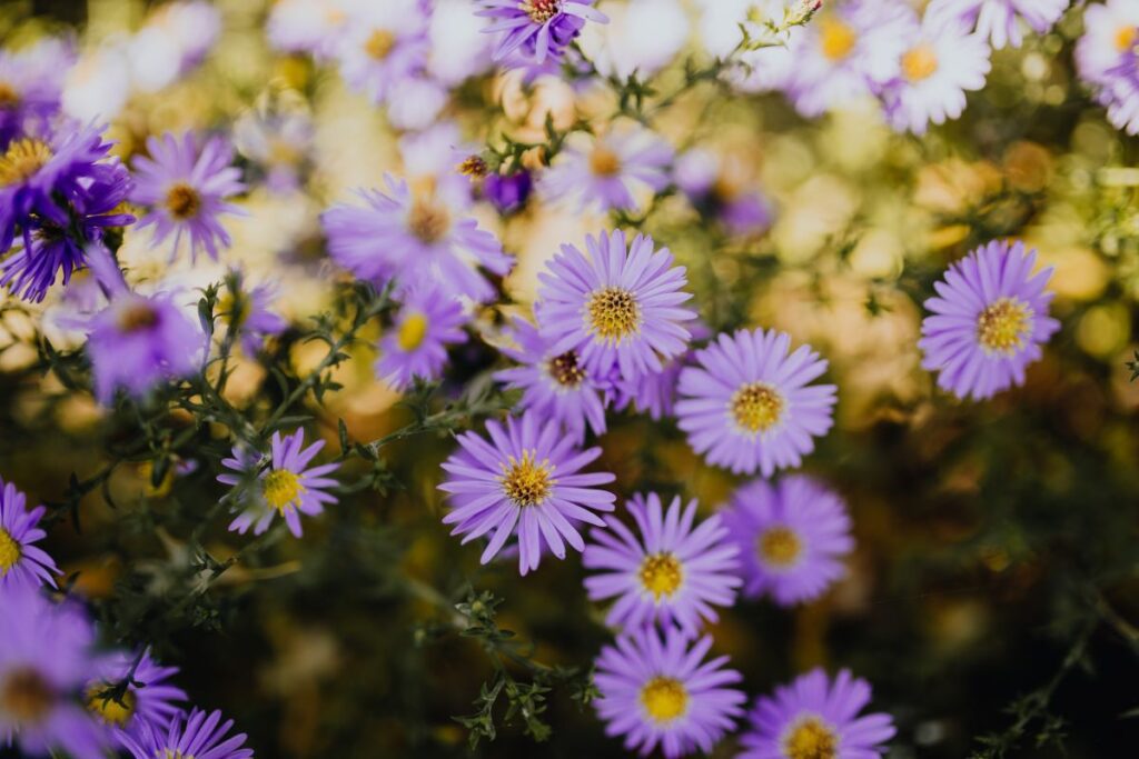 Small purple flowers in the garden Stock Free