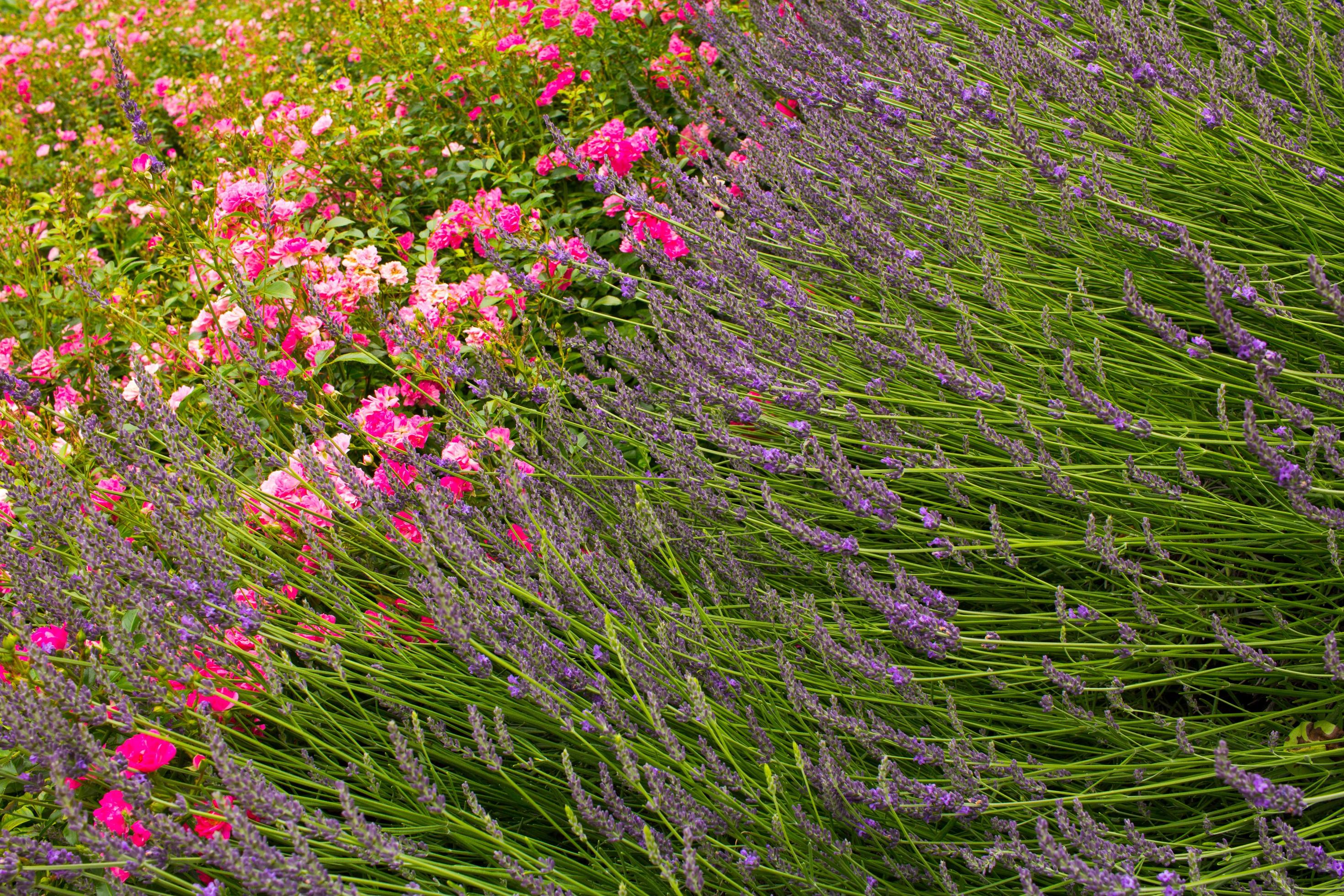 flower bed in summer garden with lavender roses Stock Free