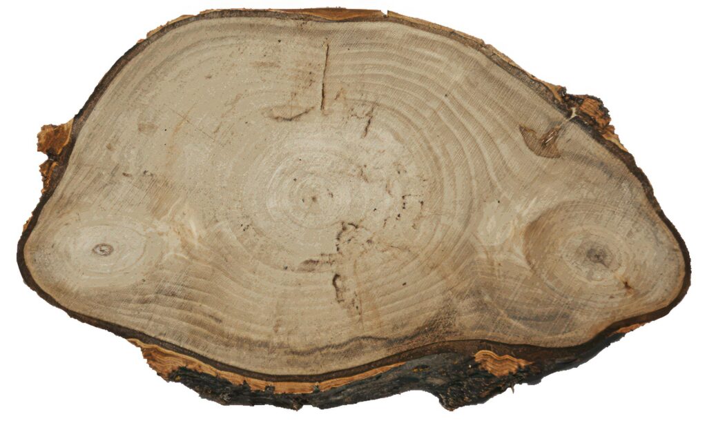 Pine Tree wood stumps on ground after being cut with real wood texture background. Stock Free