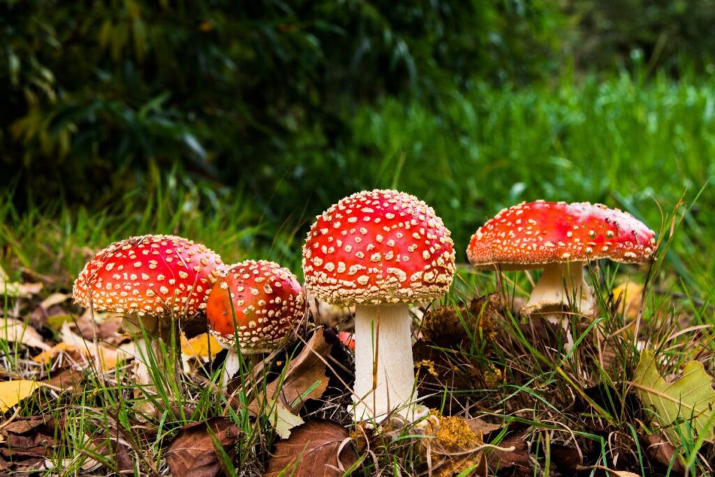 Amanita Stock Free