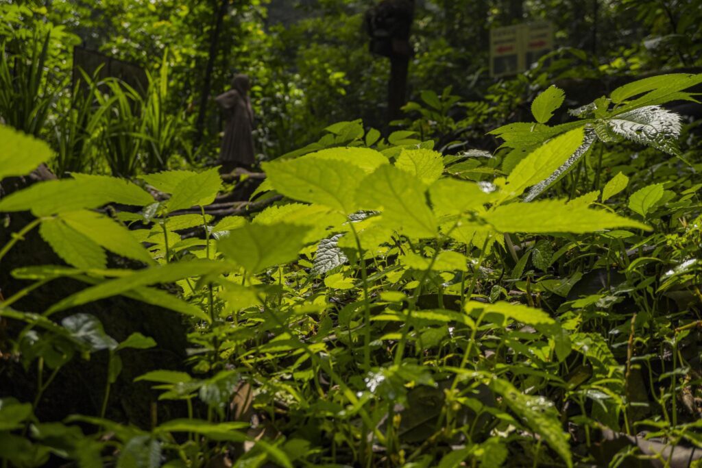 Close up of green leave background on rainforest. Photo is suitable to use for nature background, botanical poster and nature content media. Stock Free