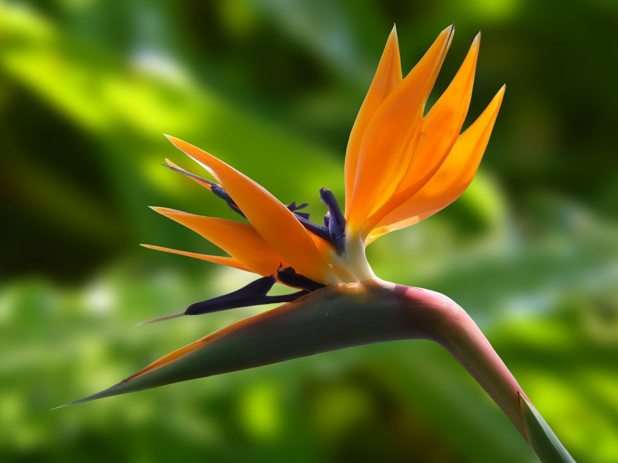 Bird of paradise flower Stock Free