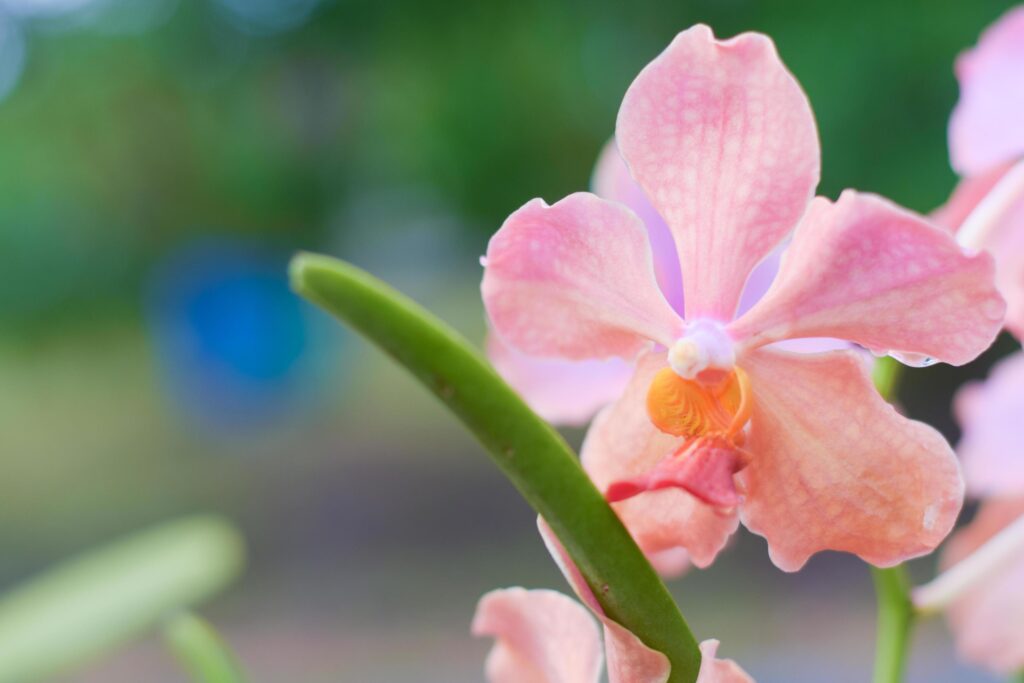 fresh beautiful pink orchid flower Stock Free