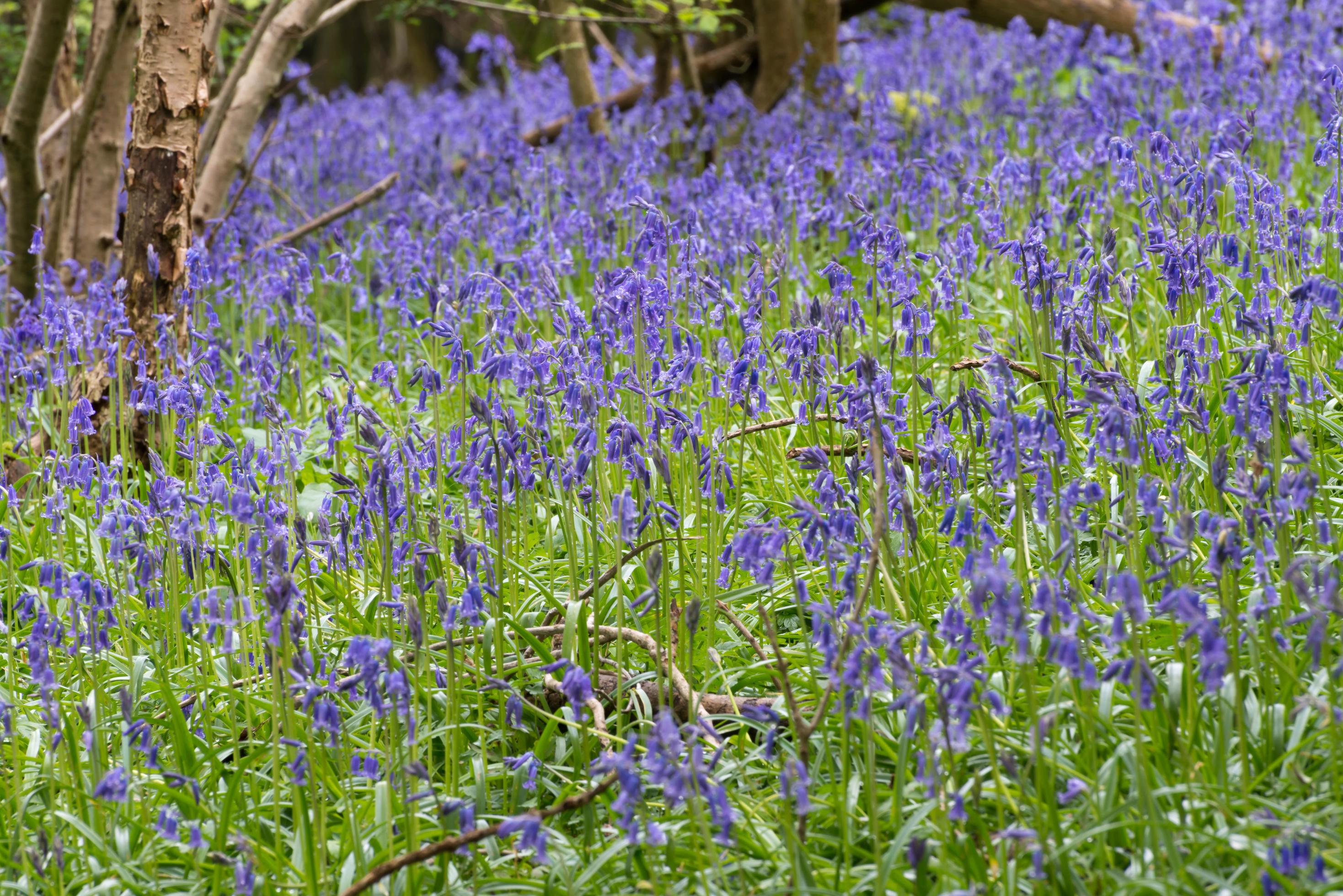 Sussex Bluebells flowering in springtime Stock Free