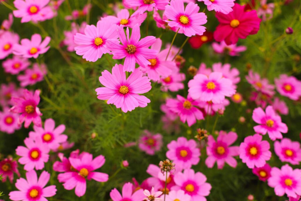 Cosmos flower nature background Stock Free