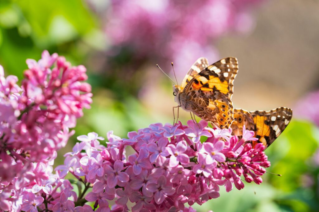 Butterfly on Pink Lilac Flowers Stock Free