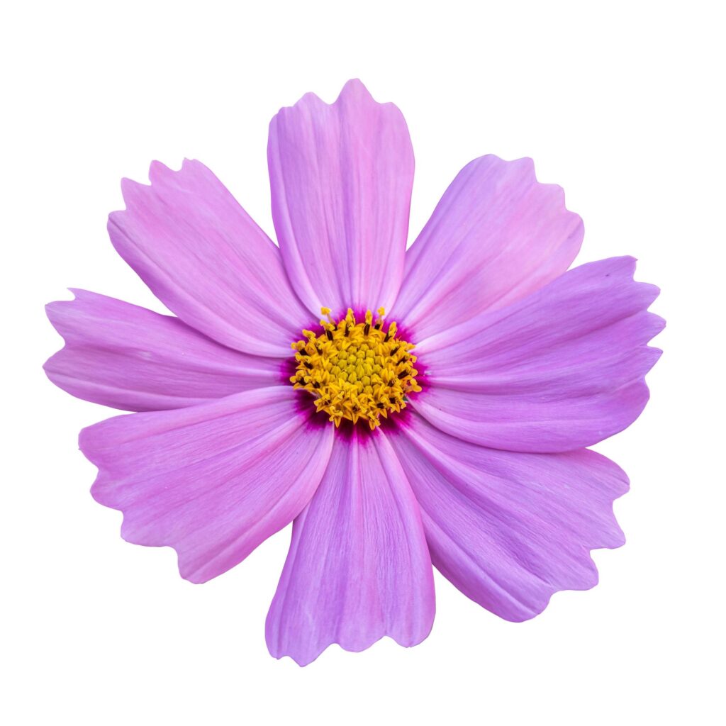 Close-up of a beautiful pink cosmos flower isolated on white background. Stock Free