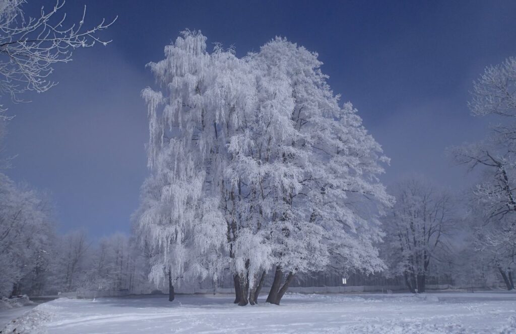 Frozen Tree Stock Free