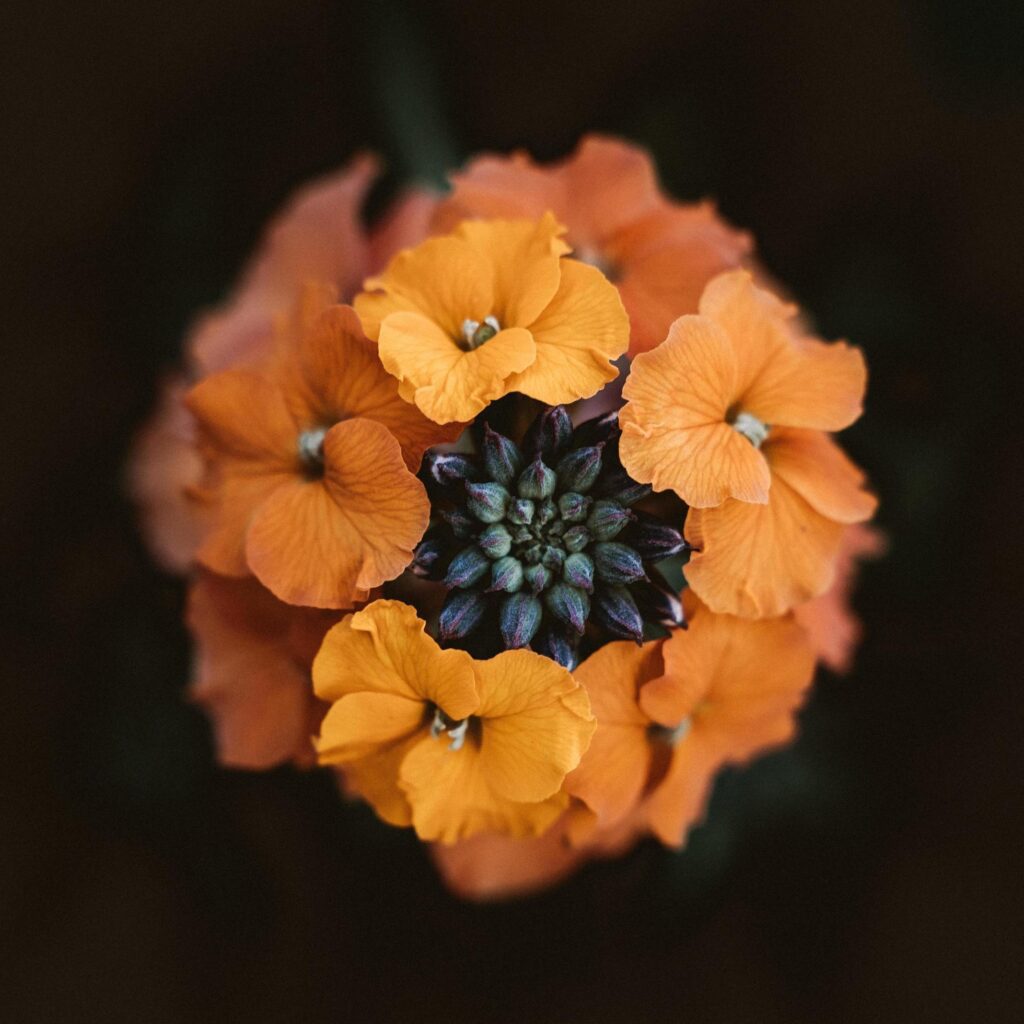 Selective focus photography of orange flowers Stock Free