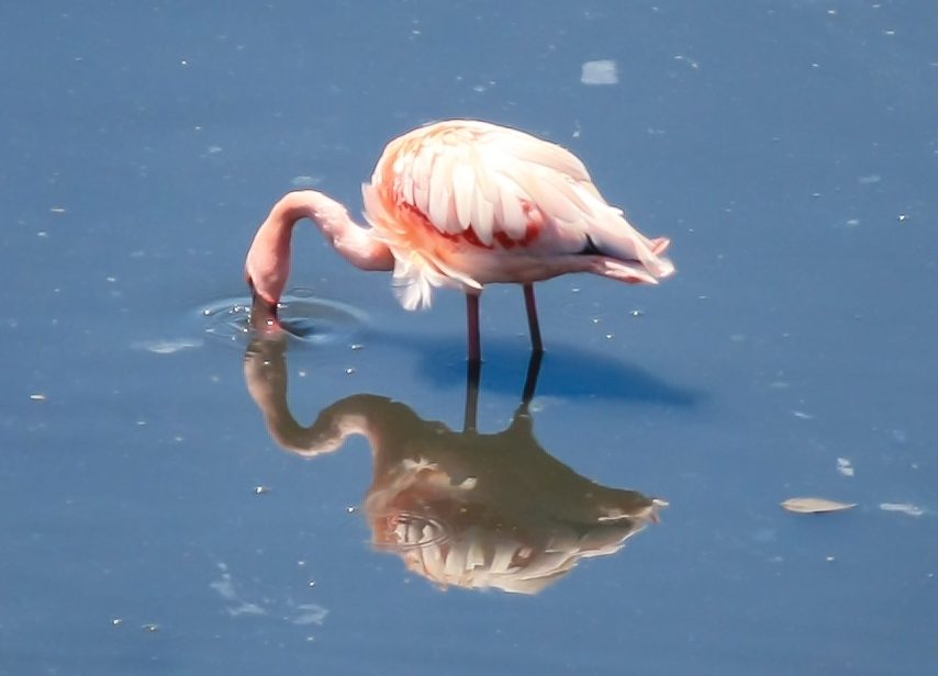 Flamingo Birds Water Stock Free