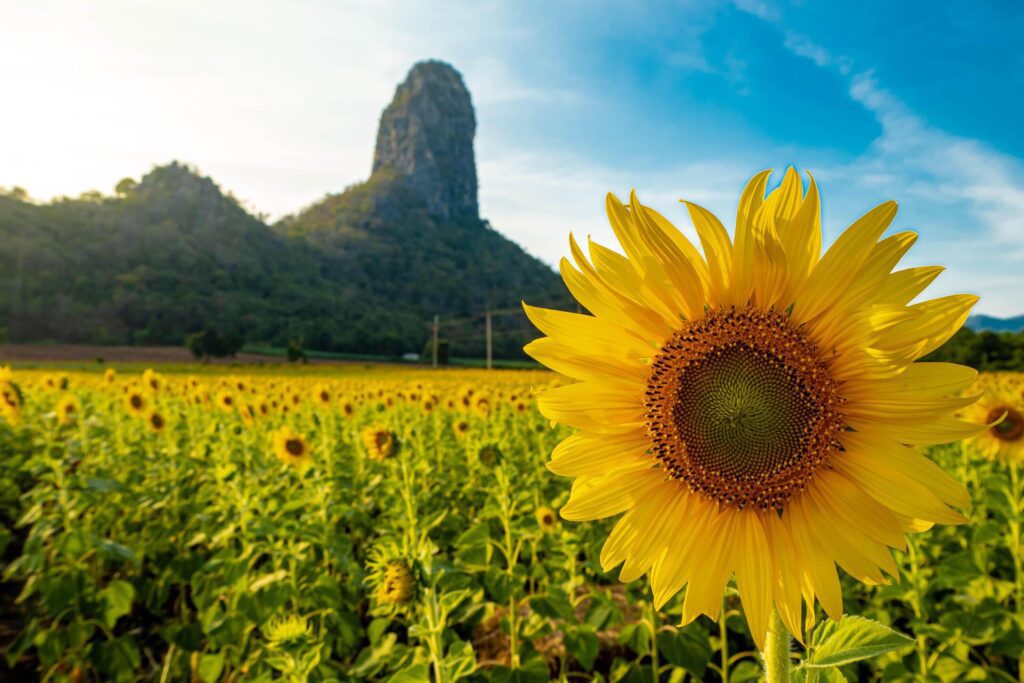 At sunset, a summer sunflower meadow in Lopburi, Thailand, with a mountain background. Stock Free