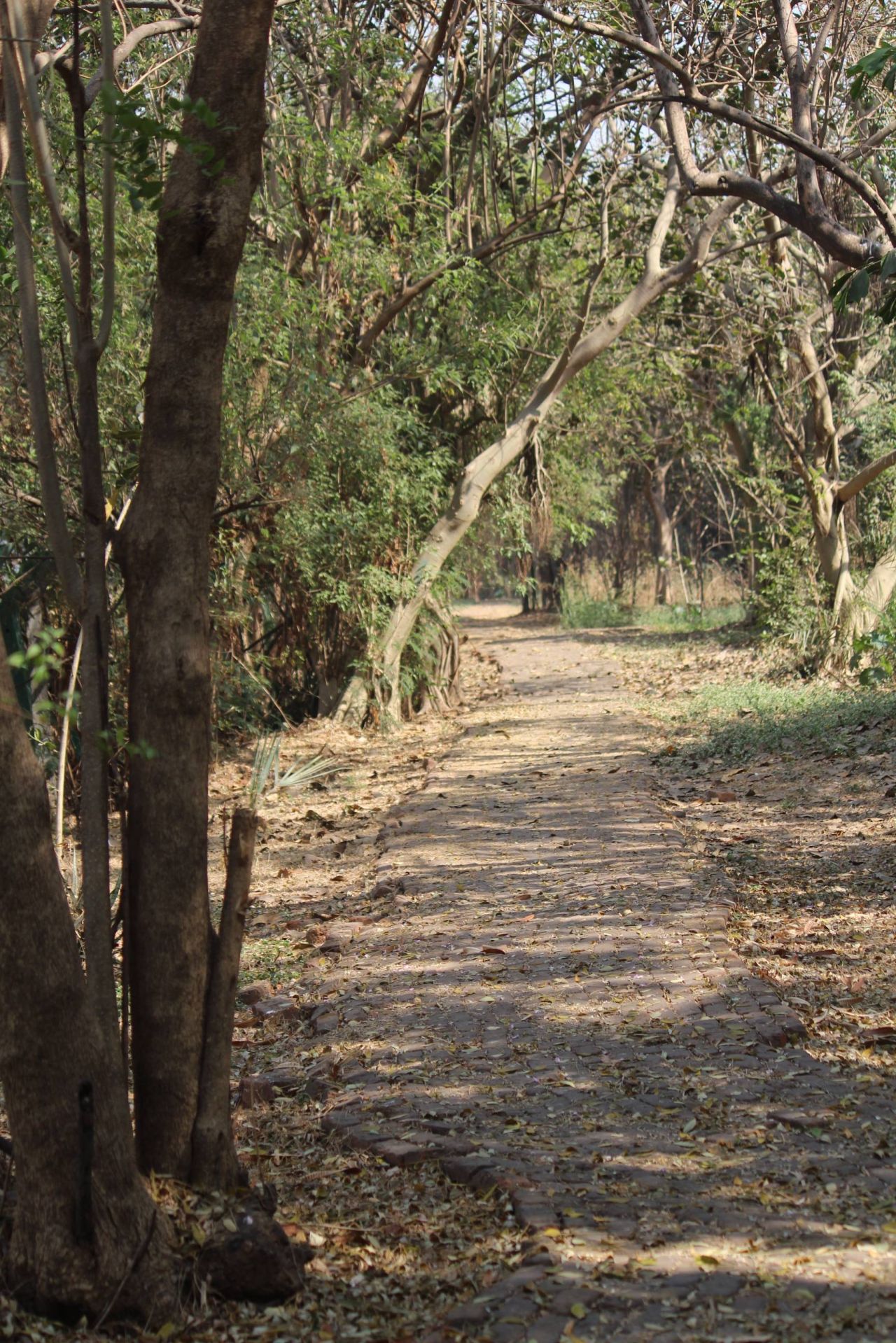 Road In A Garden Stock Free