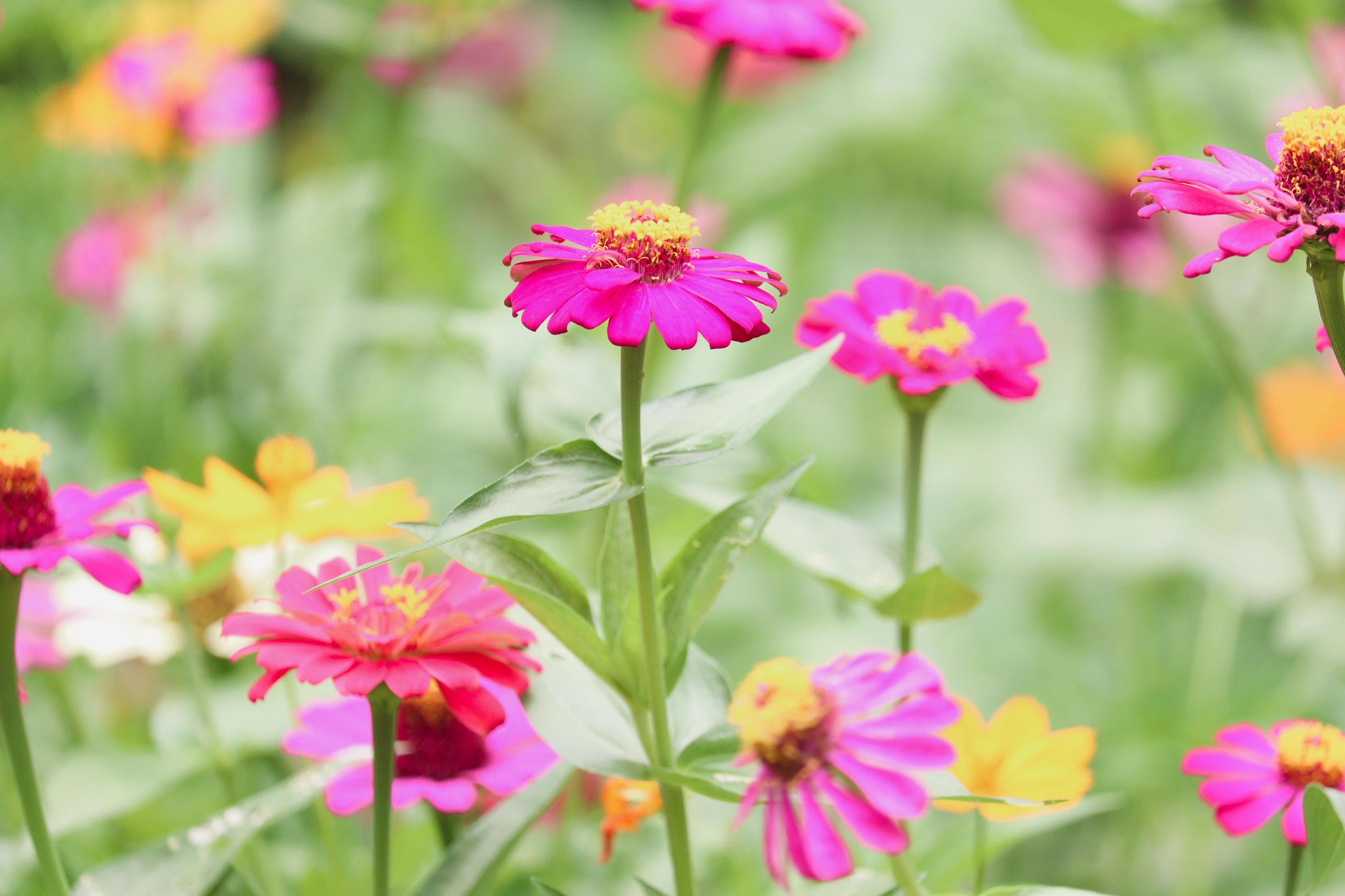 Beautiful bright purple pink zinnia blooming in summer flower field garden. Stock Free