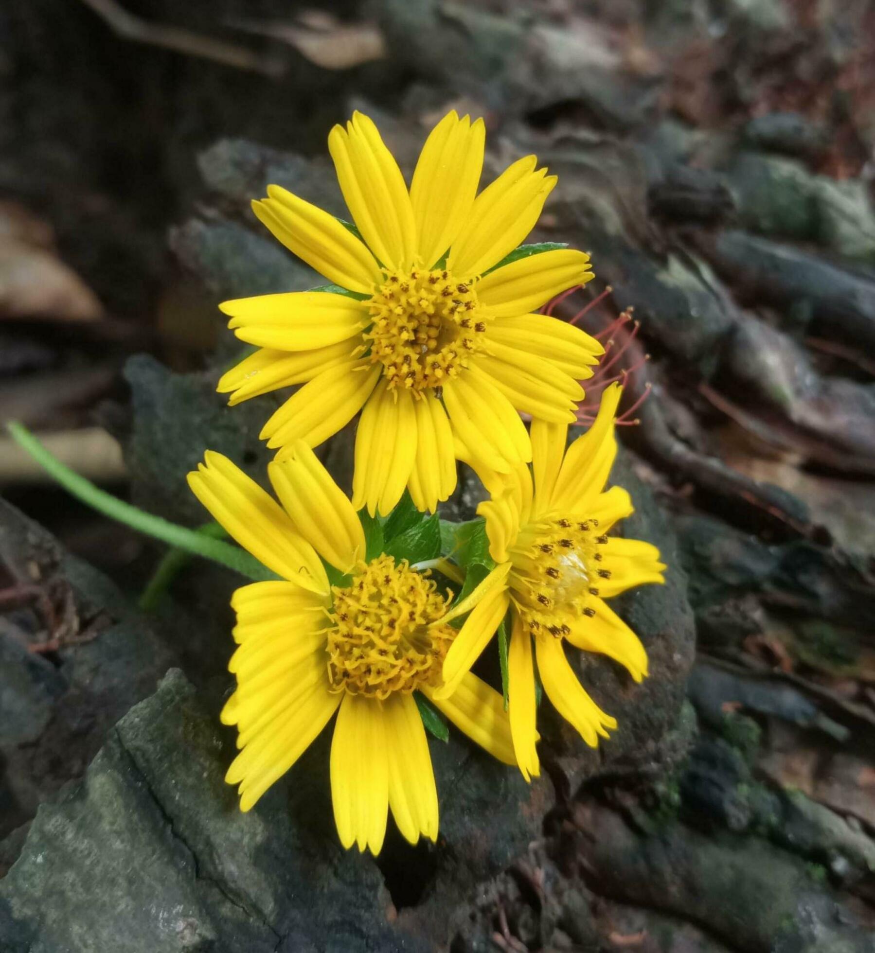 Beautiful blooming flower Stock Free