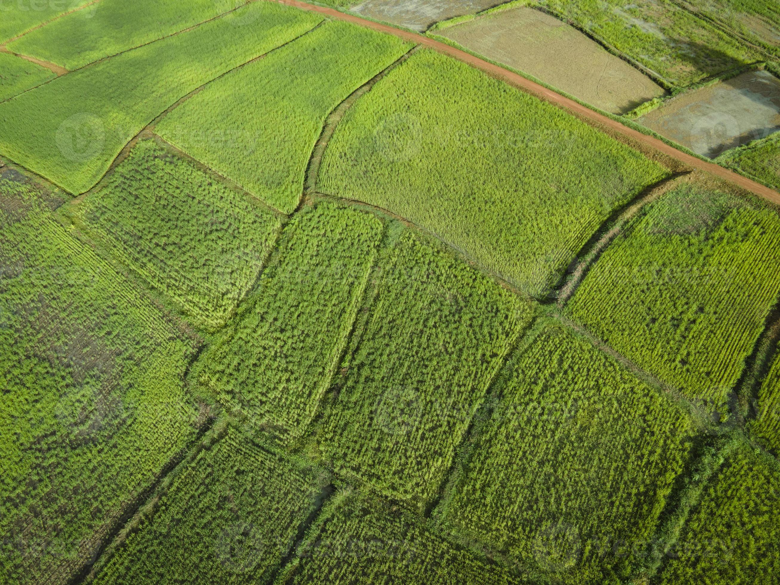 Aerial view field environment forest nature agricultural farm background, Texture of green tree top view rice field from above Stock Free