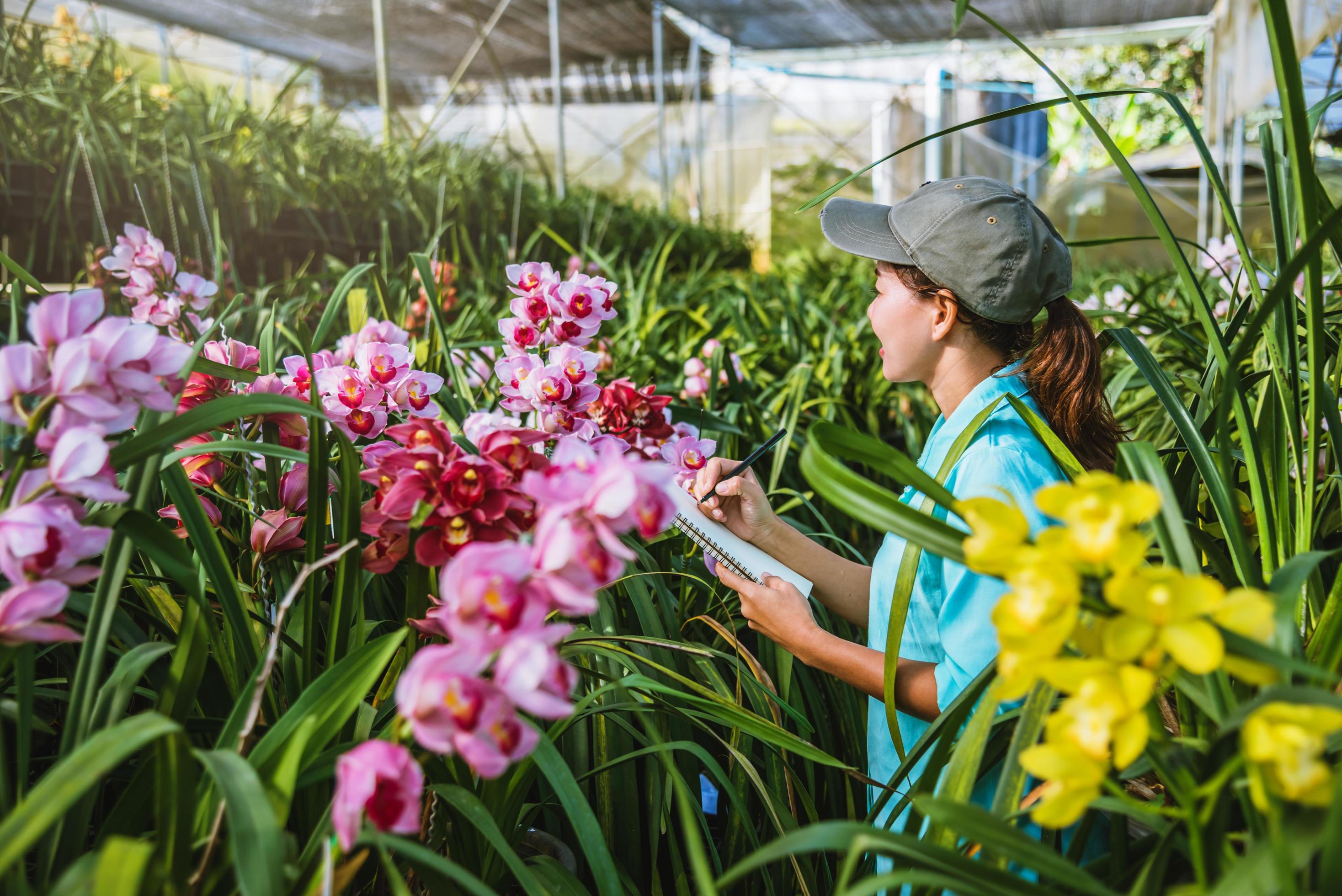 The girl notes the changes orchid growth in the garden. Beautiful Orchid background in nature Stock Free