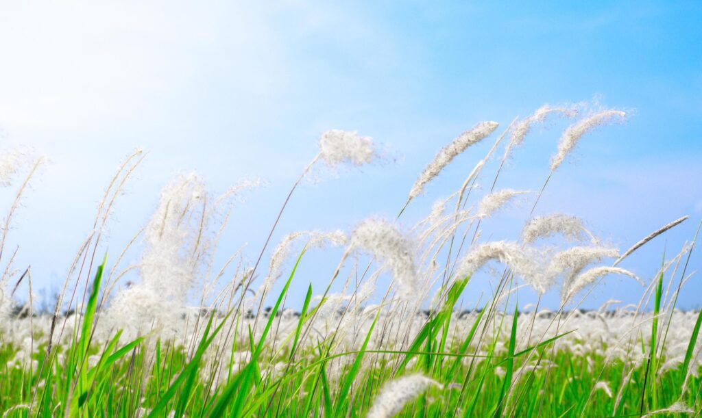 Beautiful White Grass flower Field on blue sky nature background Stock Free