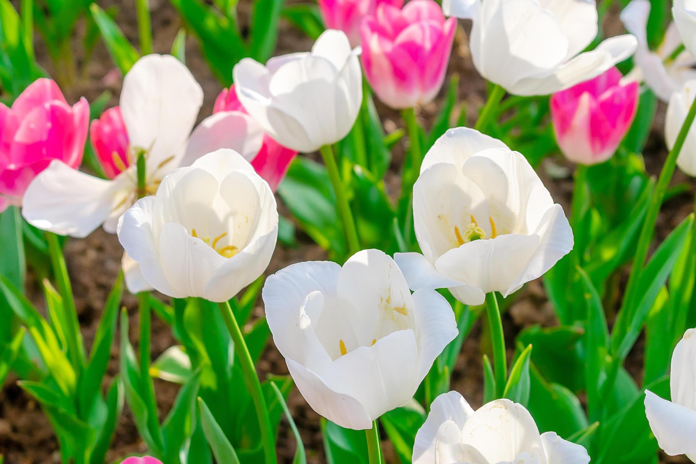 Background of many white tulips. Floral background from a carpet of white tulips. Stock Free