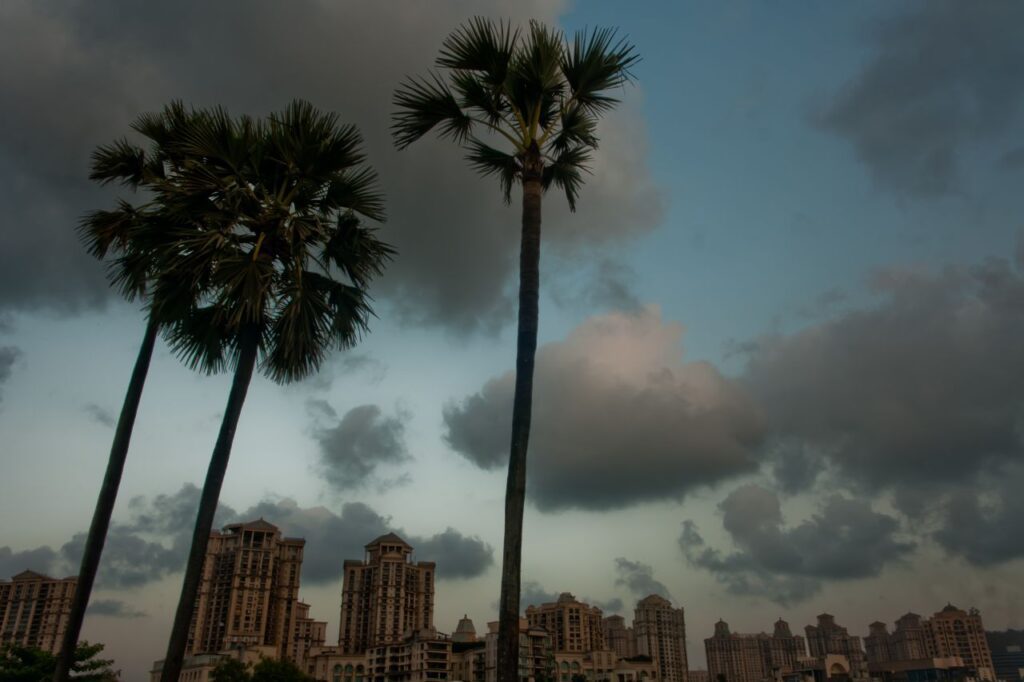 Palm Trees City Stock Free