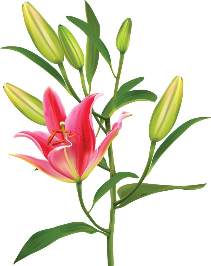 Lily flower isolated on white background Free Vector