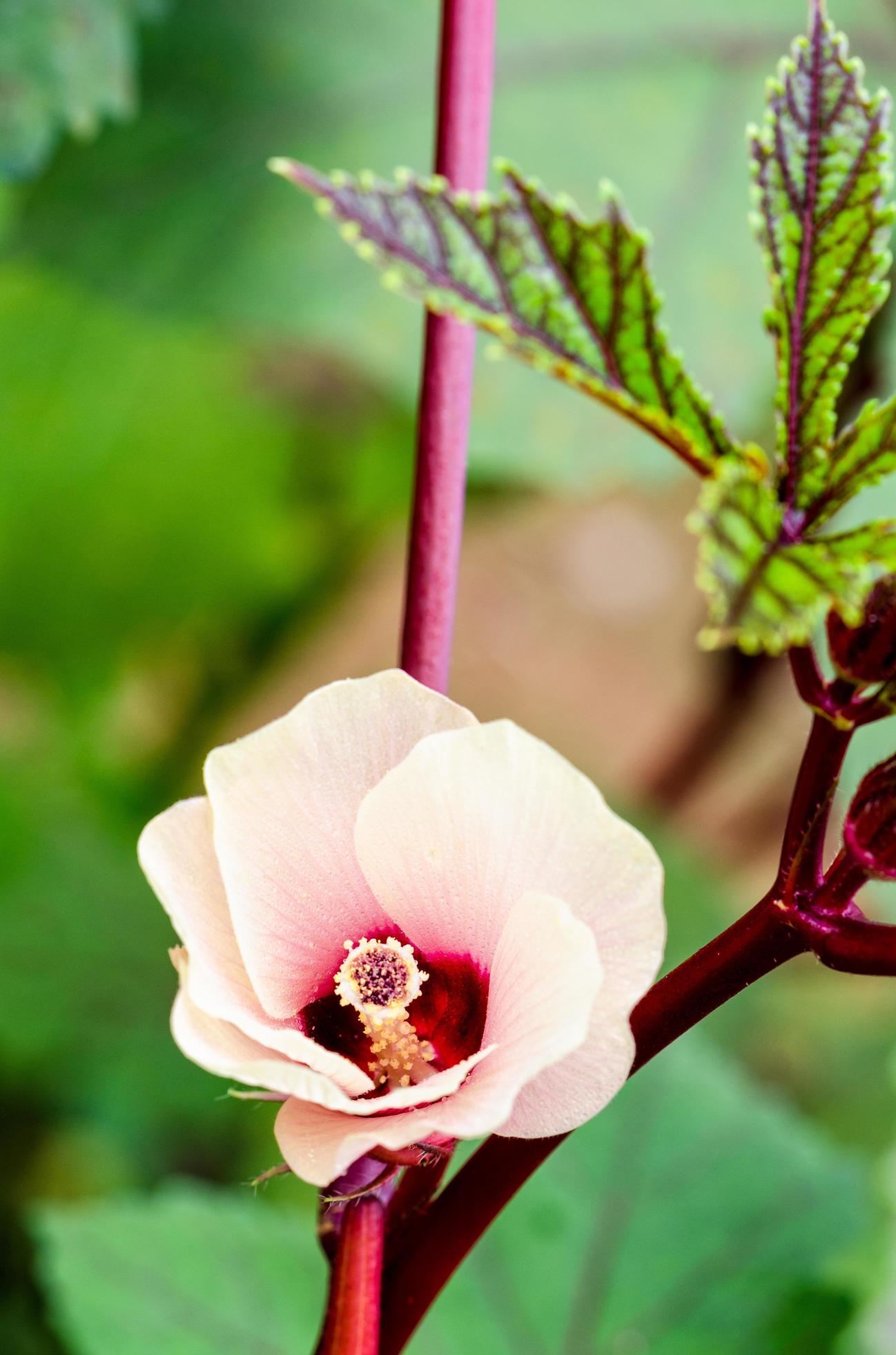 Jamaica Sorrel flower Stock Free