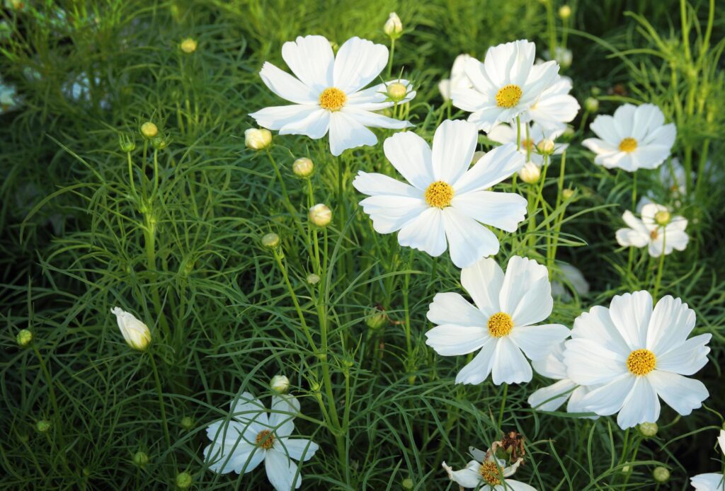 white cosmos flowers Stock Free