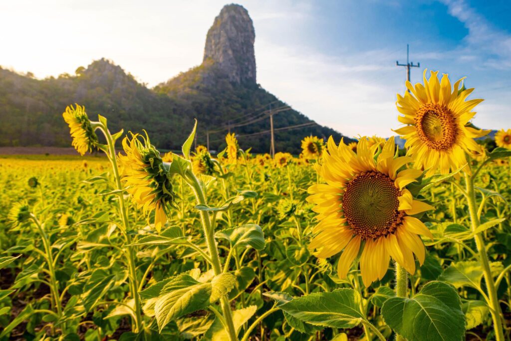 At sunset, a summer sunflower meadow in Lopburi, Thailand, with a mountain background. Stock Free