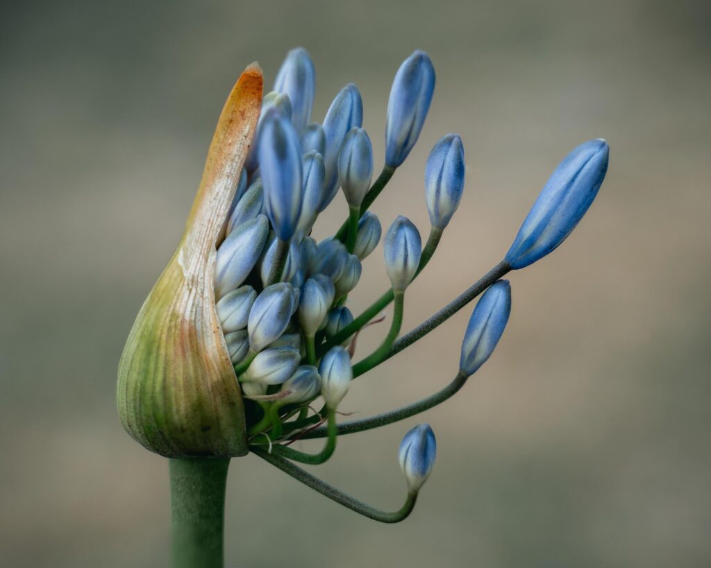 Flower buds in tilt shift lens Stock Free