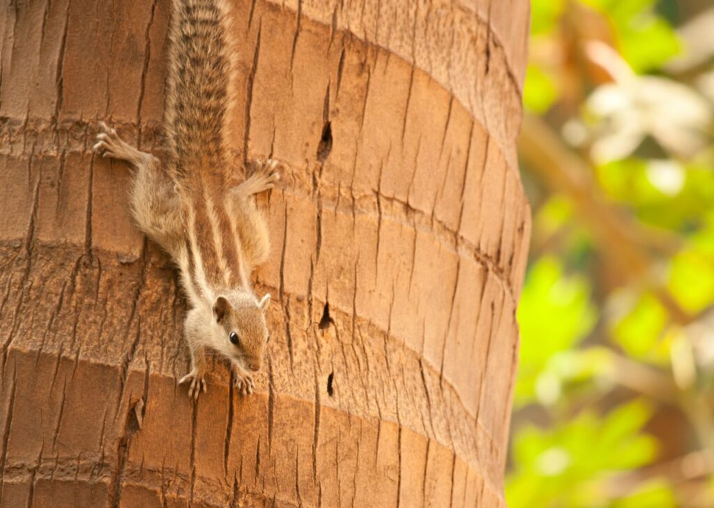 Squirrel Climbing Down Tree Stock Free