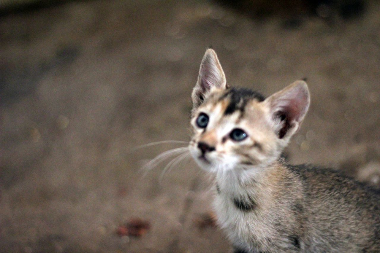 Cute Kitten Looking Up Stock Free