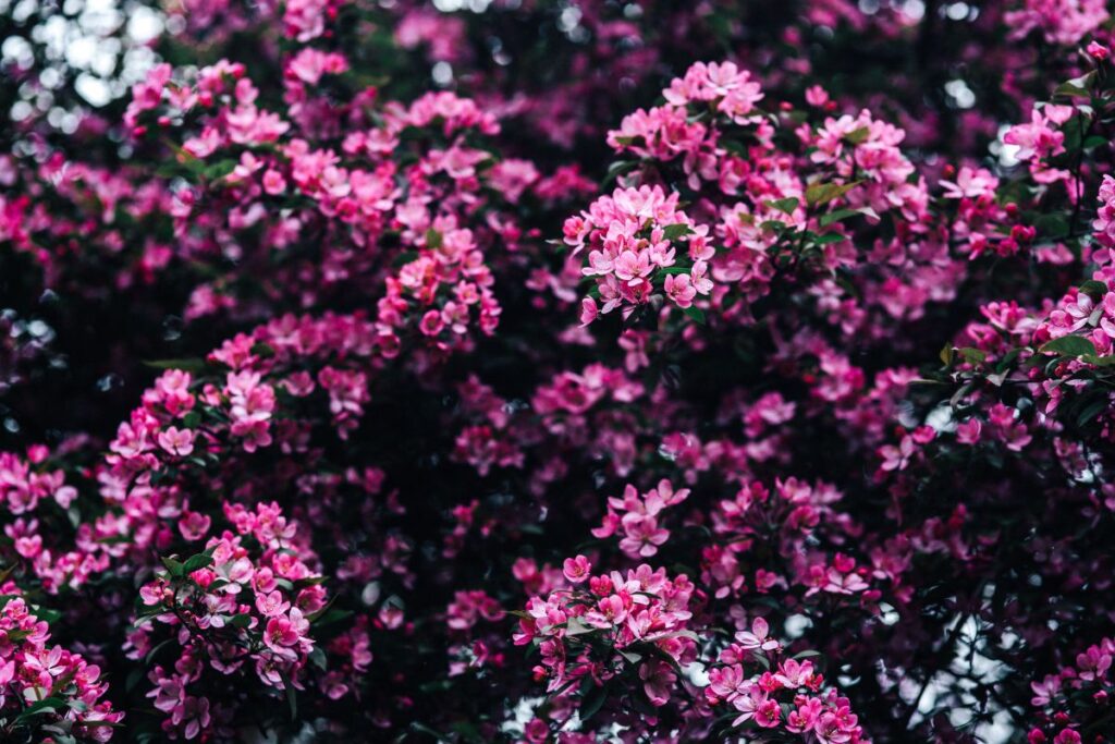 Lovely pink flowers blooming from the tree branches Stock Free