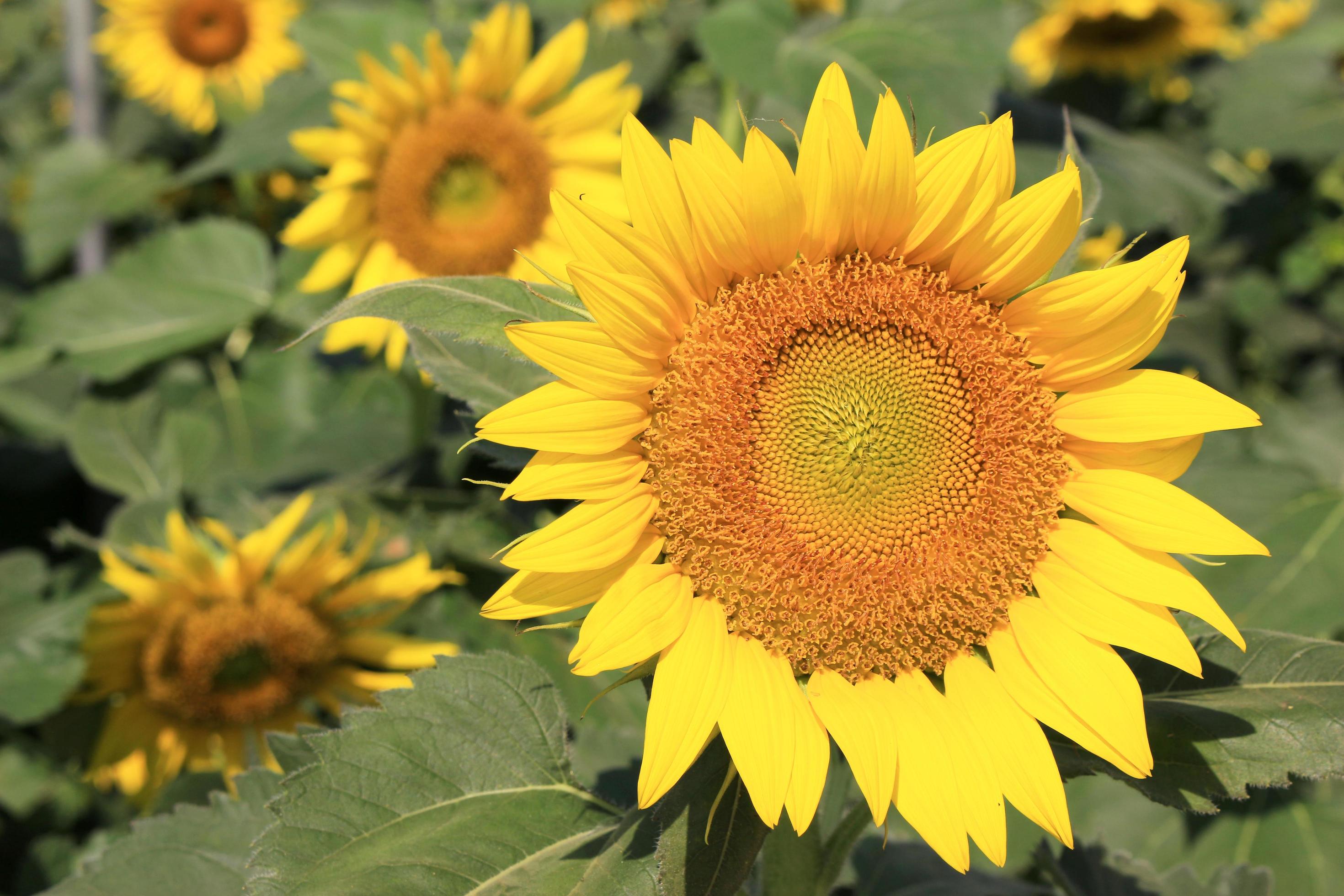 Bright yellow flowers during the day Stock Free