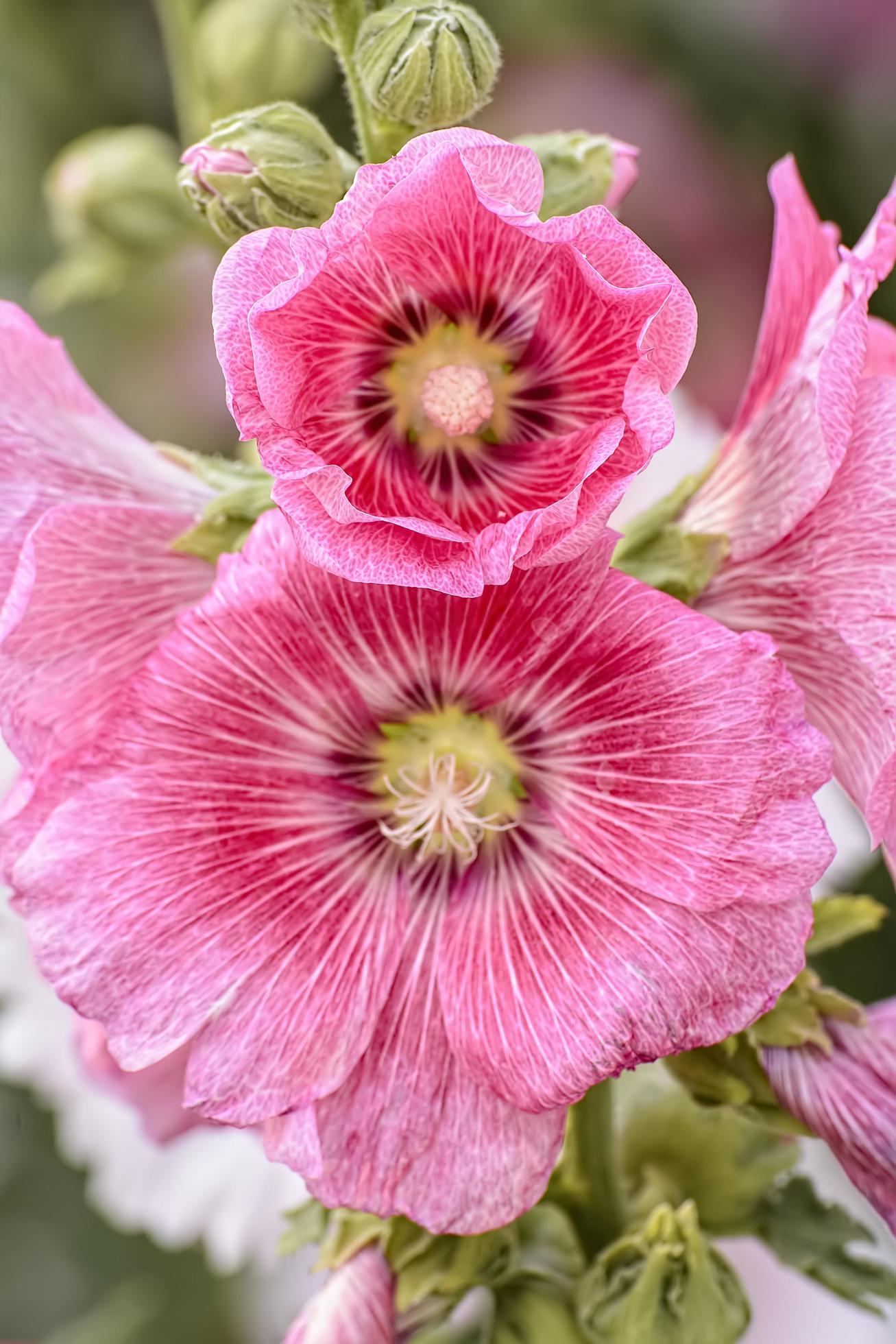 Hollyhock flower is many colors and beautiful in the garden. Stock Free