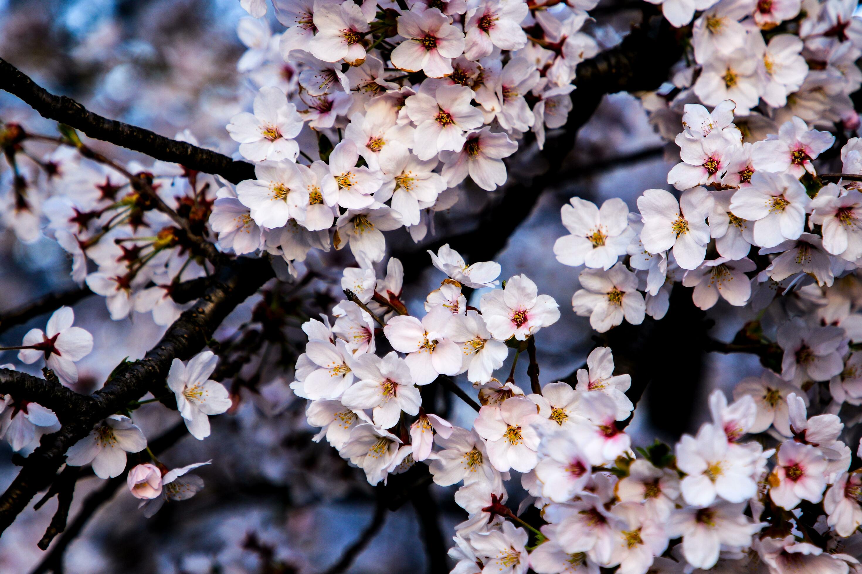 Beautiful cherry blossoms. sakura flowers in japan. Travel spring time. Stock Free